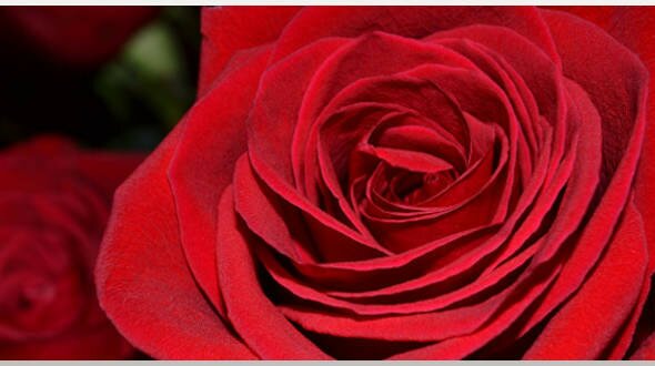 красная роза на черном фоне